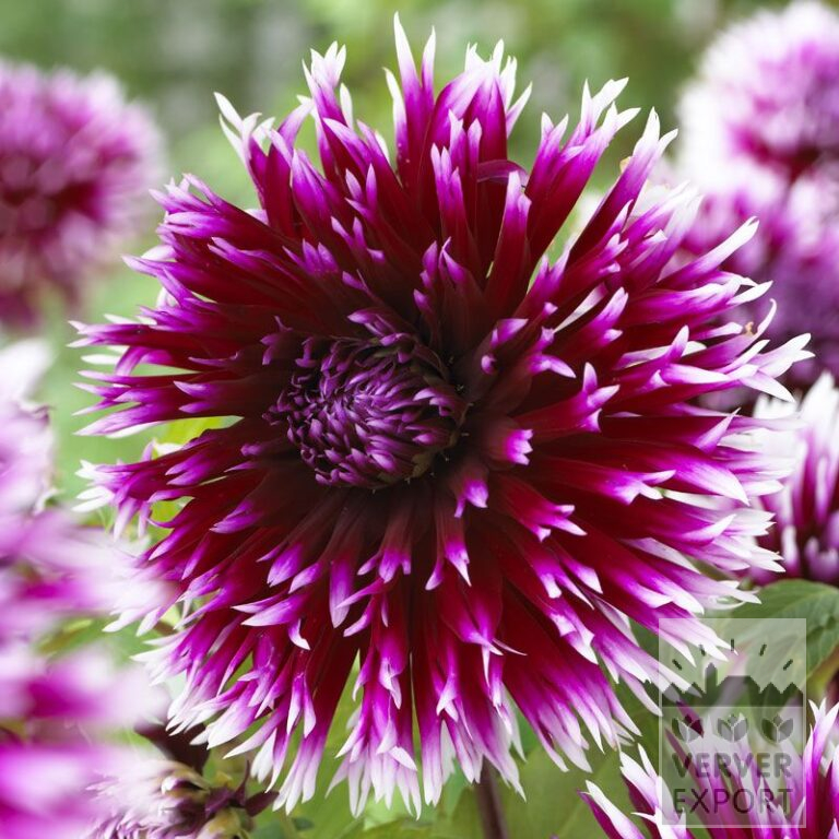 Dahlien 'Clair Obscur' (22217)
