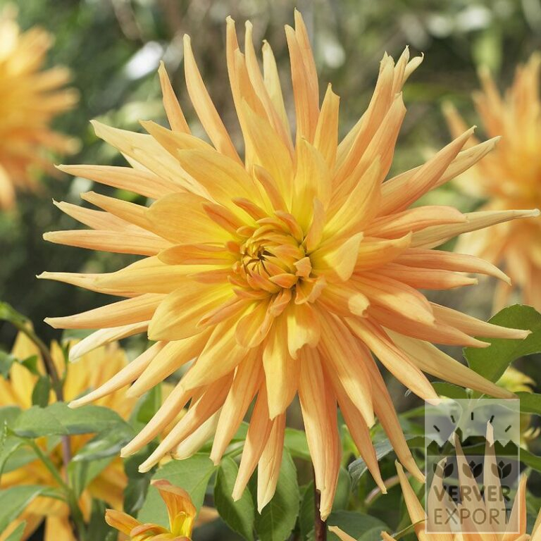 Dahlien 'Gold Crown' (22219)
