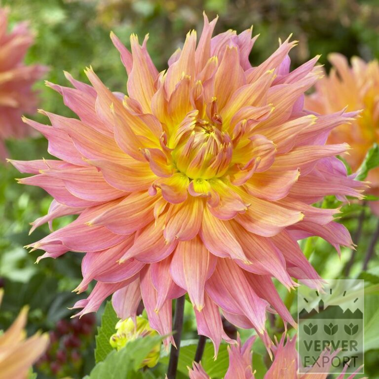 Dahlien 'Omega' (22222)