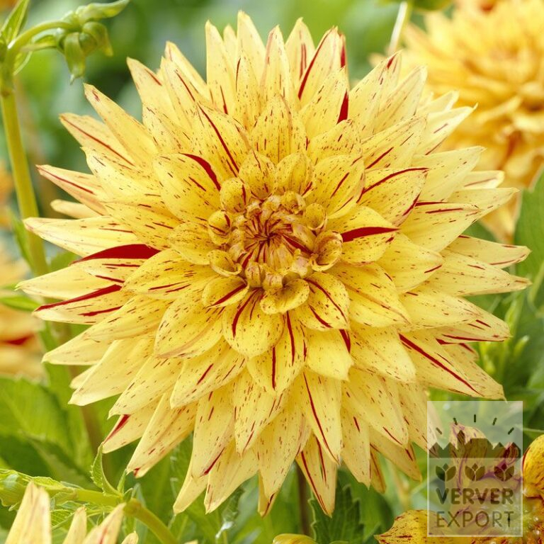 Dahlien 'Striped Vulcan' (22225)