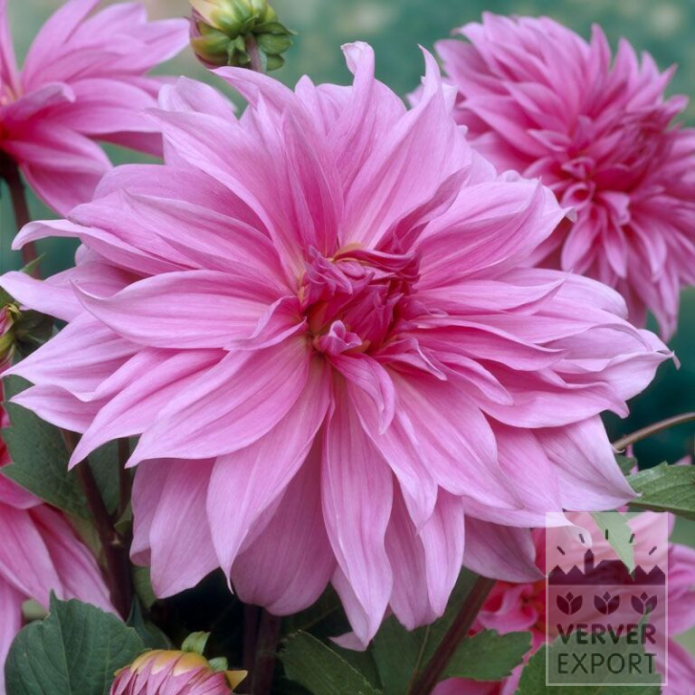 Dahlien 'Babylon Rose' (22229)