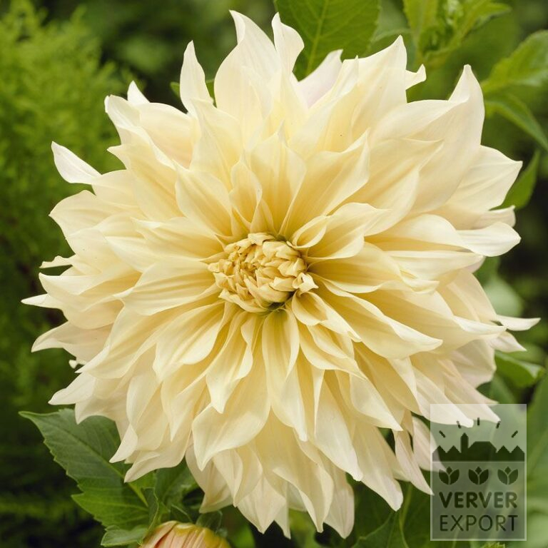 Dahlien 'Café au Lait' (22230)