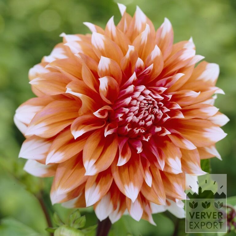 Dahlien 'Holland Festival' (22232)
