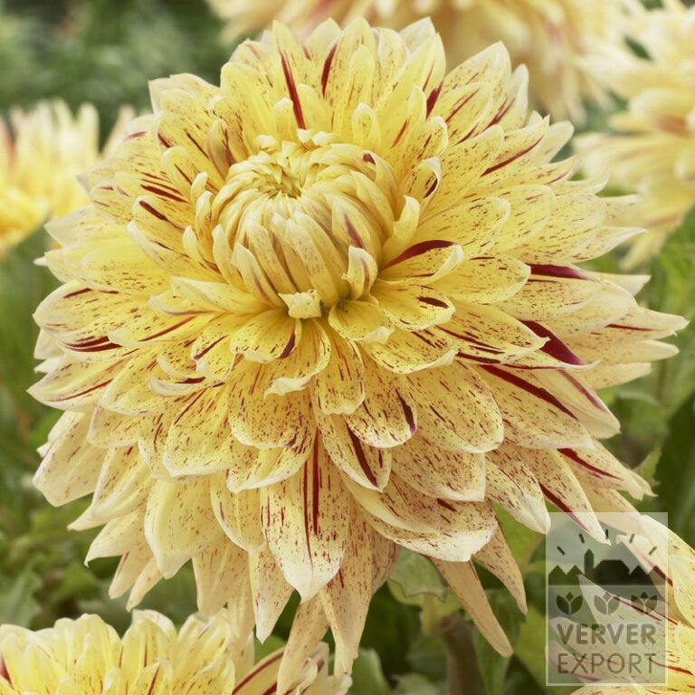 Dahlien 'Cambridge' (22233)
