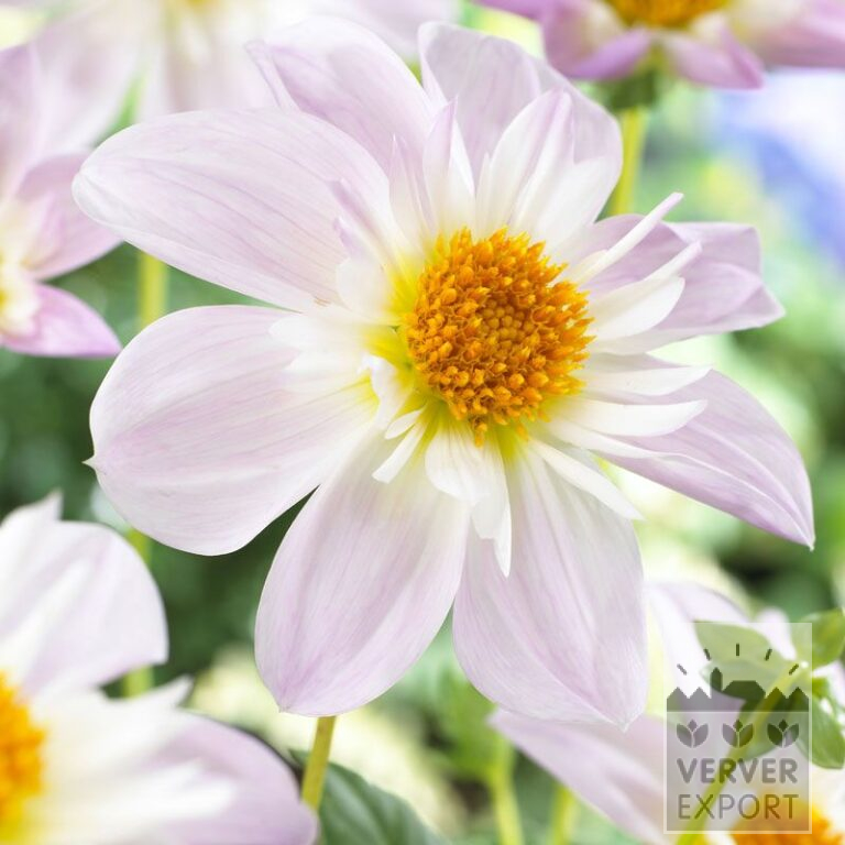 Dahlien 'Teesbrook Audrey' (22244)