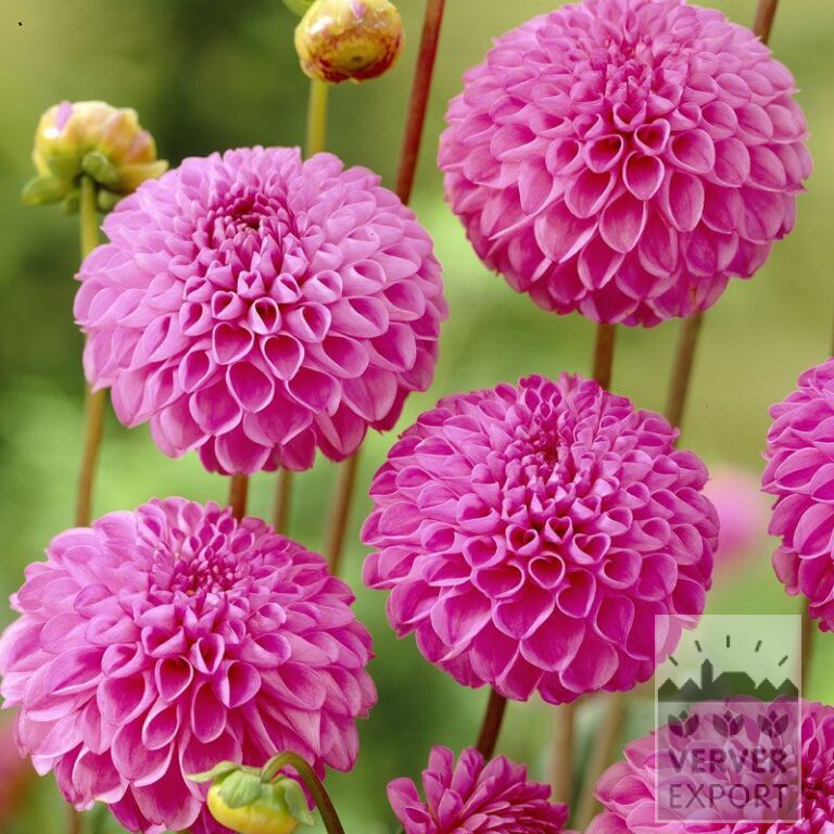 Dahlien 'Jan van Schaffelaar' (22245)