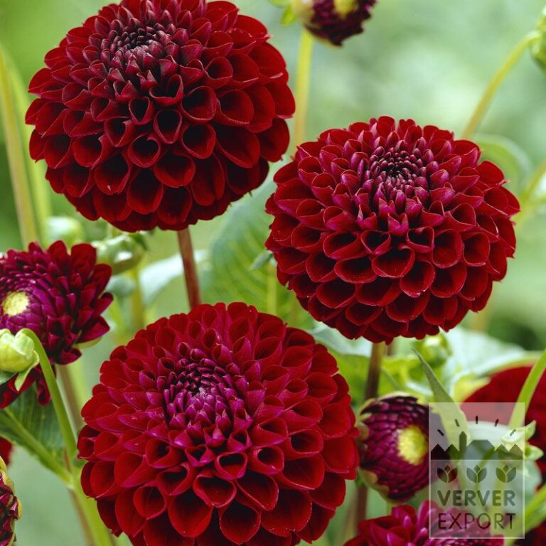 Dahlien 'Natal' (22246)