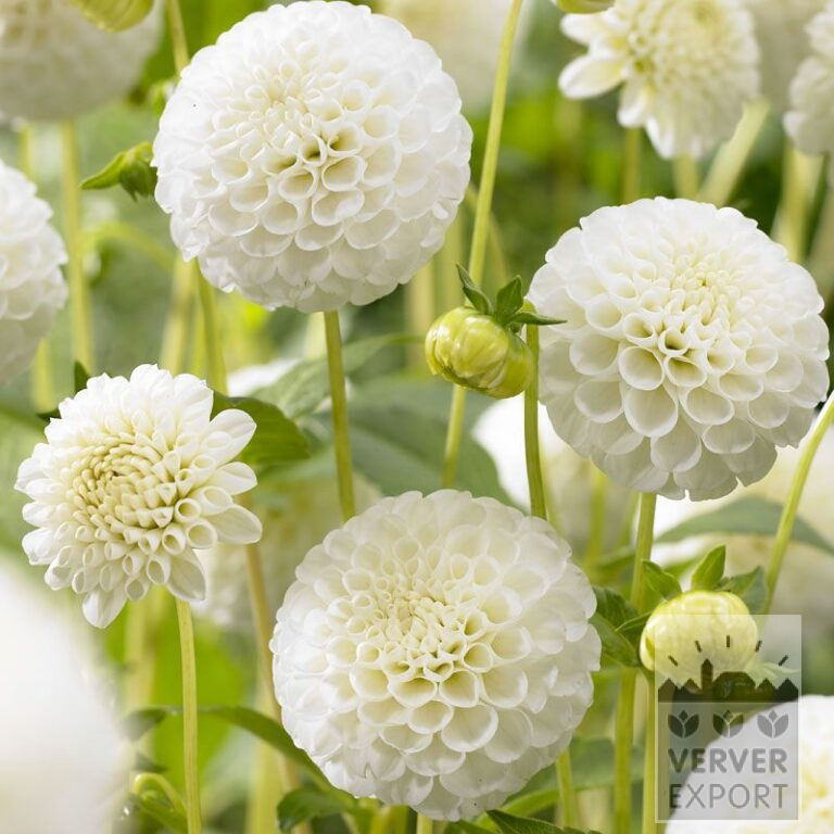 Dahlien 'Snowflake' (22248)