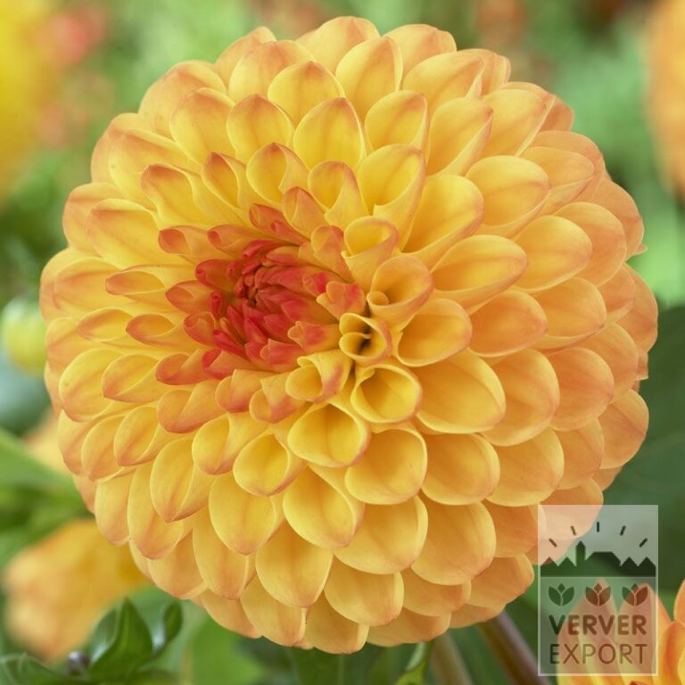 Dahlien 'Souvenir d'Été' (22250)