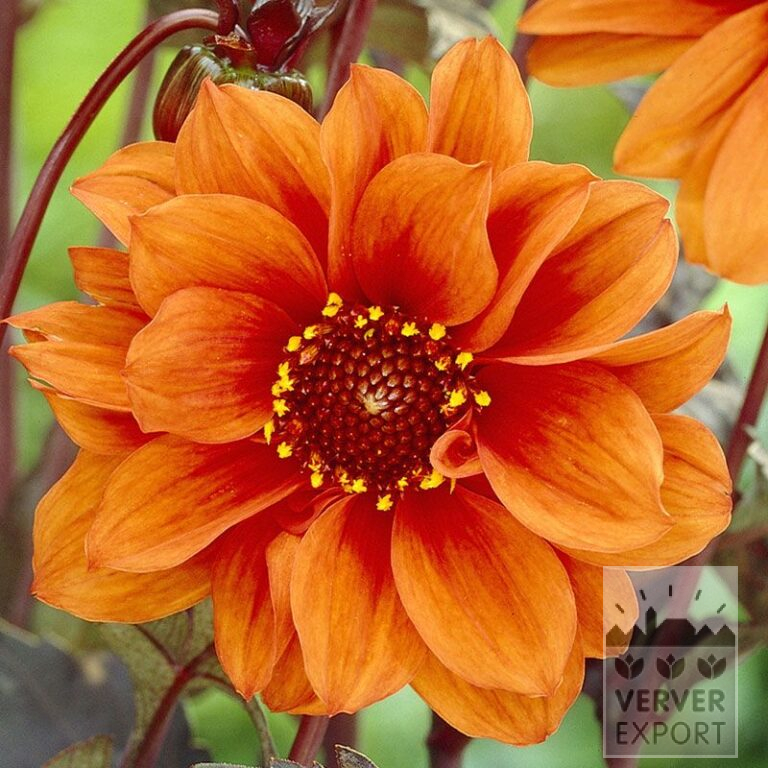 Dahlien 'Bishop of Oxford' (22252)