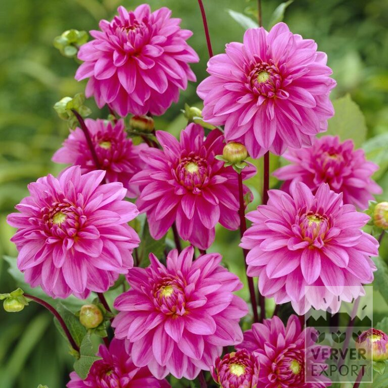 Dahlien 'Nashville' (22257)