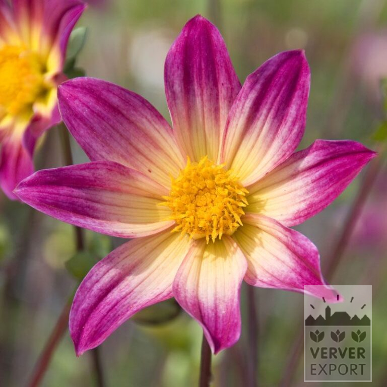 Dahlien 'Bright Eyes' (22259)