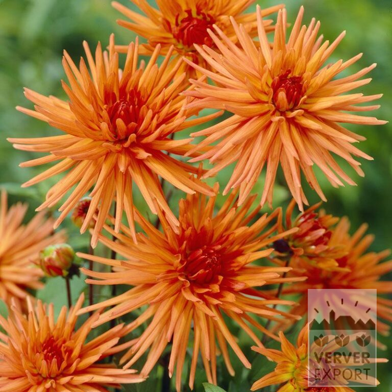 Dahlien 'Park Record' (22260)
