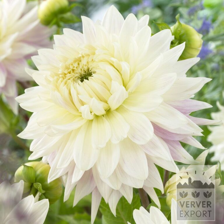 Dahlien 'Kiev' (22262)