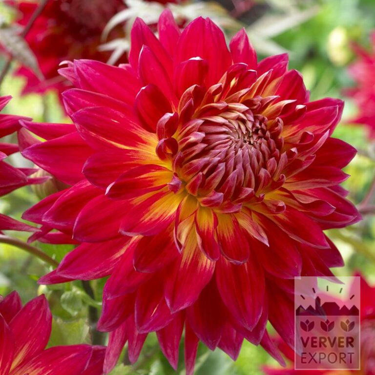 Dahlien 'Manhattan Island' (22263)