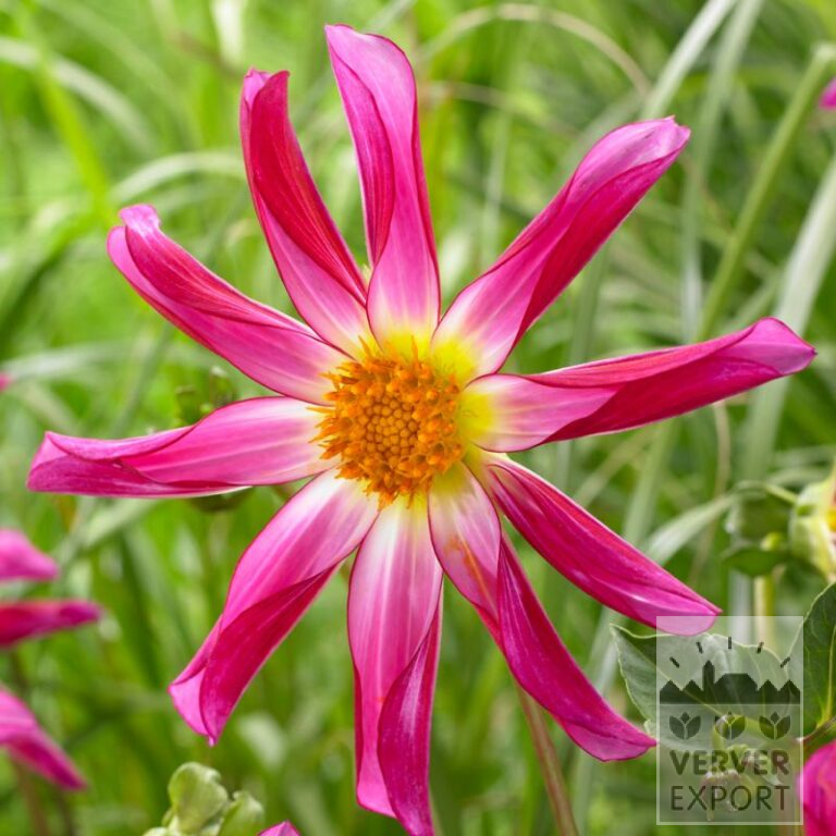 Dahlien Honka Rosa (22264)