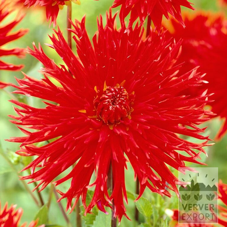 Dahlien 'Apache' (22265)