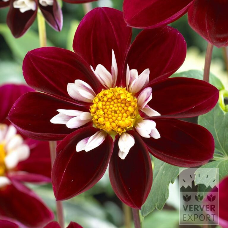 Dahlien 'Mary Eveline' (22266)