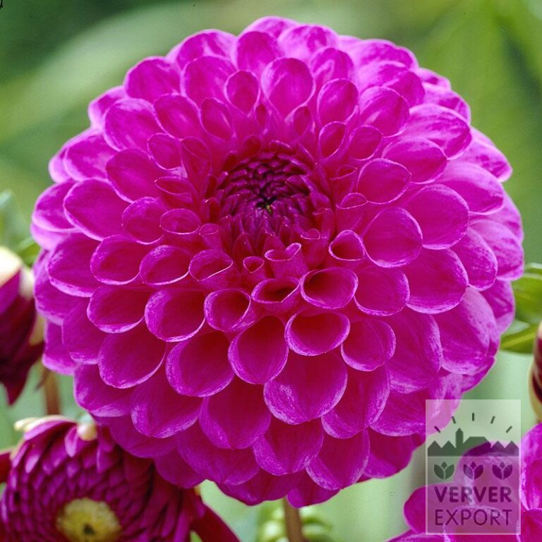 Dahlien 'Boy Scout' (22268)