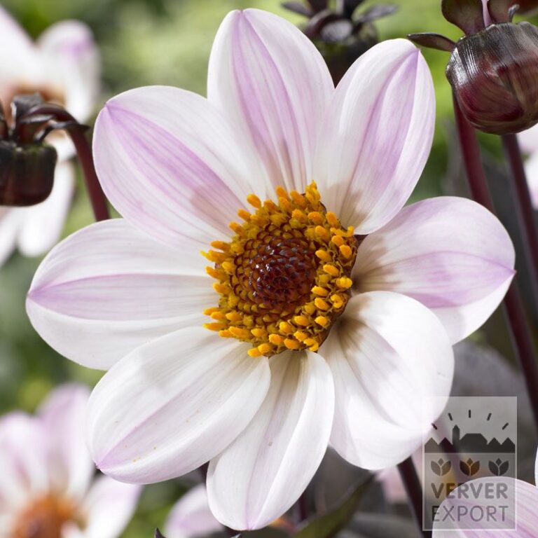 Dahlien Vorgetrieben 'Princess' (30010)