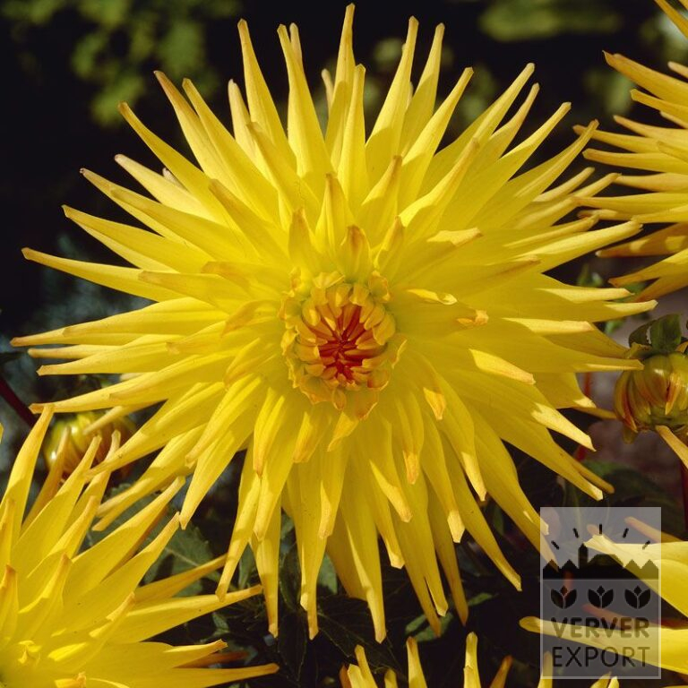 Dahlien 'Spaßmacher' (22273)