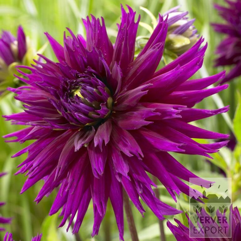 Dahlien 'Ambition' (22274)