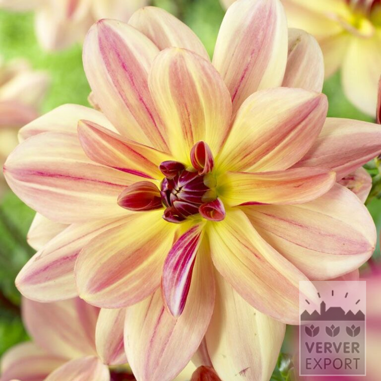 Dahlien 'Happy Butterfly' (22275)
