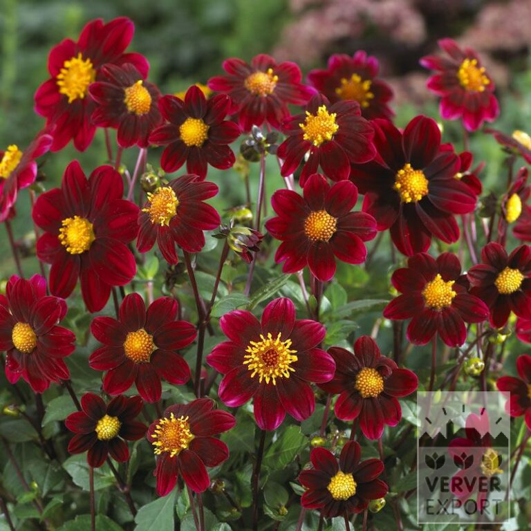 Dahlien Topmix Purple (22278)