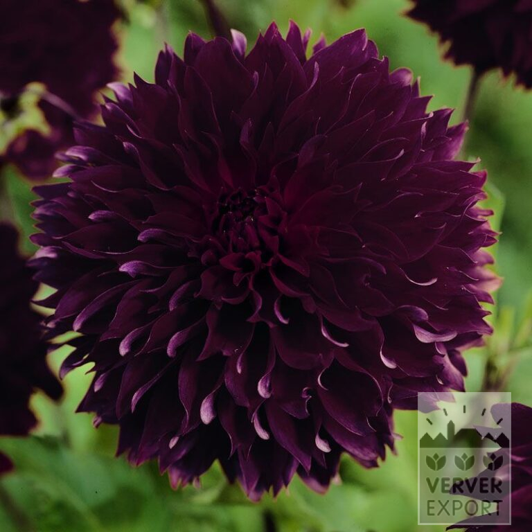 Dahlien 'Dark Fubuki' (22279)