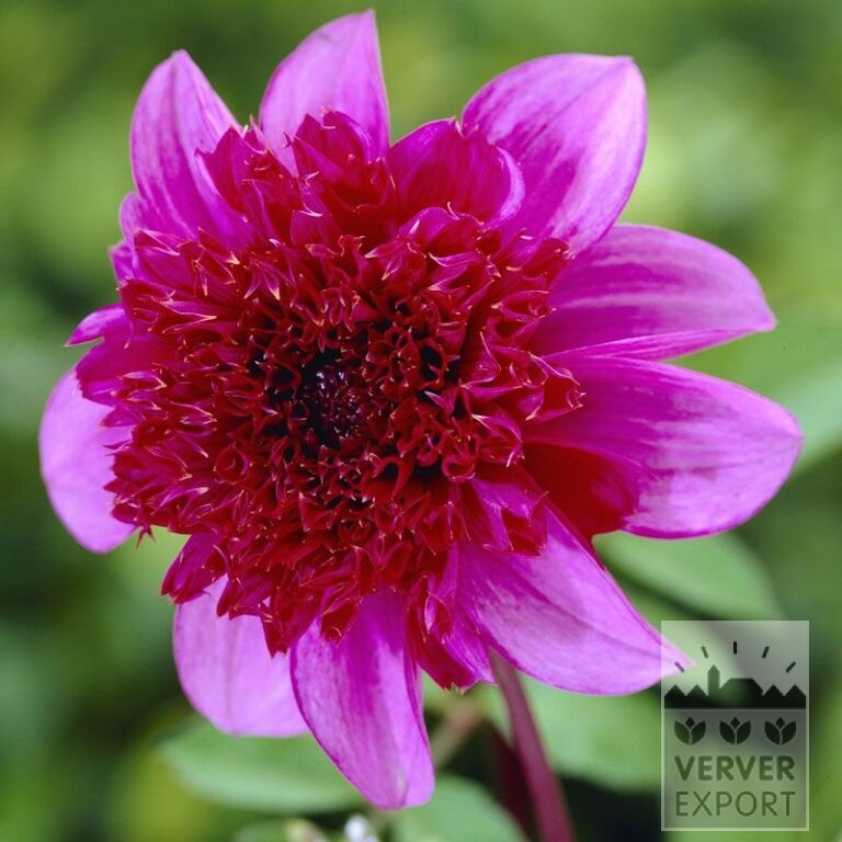 Dahlien 'Blue Bayou' (22280)