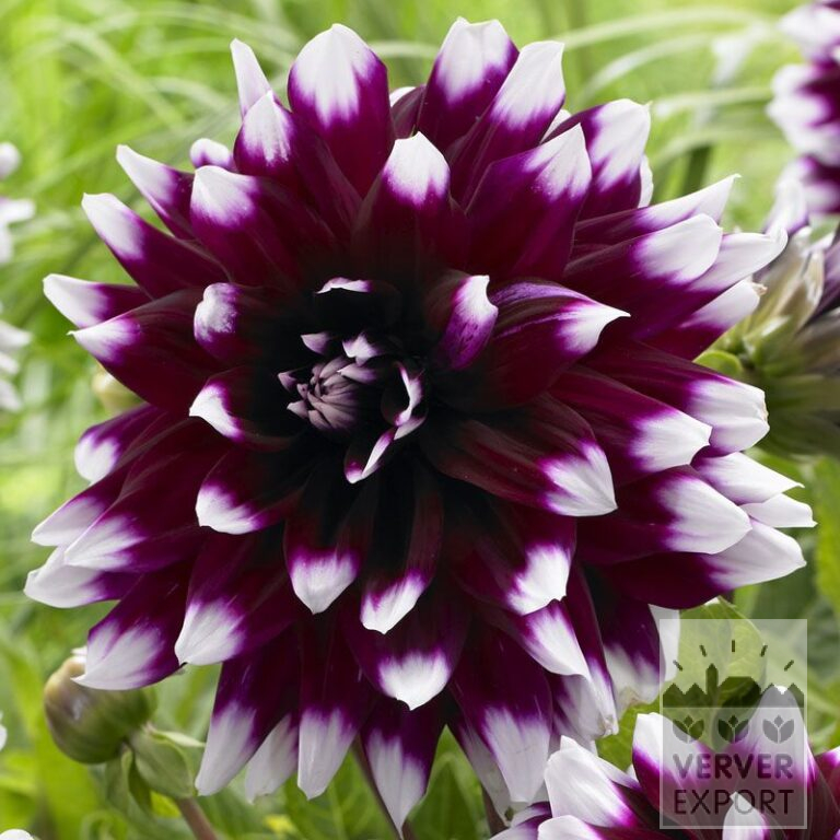 Dahlien 'Mystery Day' (22282)