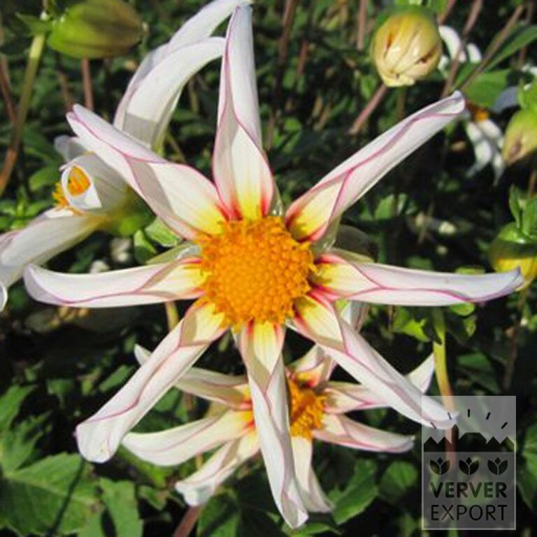 Dahlien Honka 'Fragile' (22283)