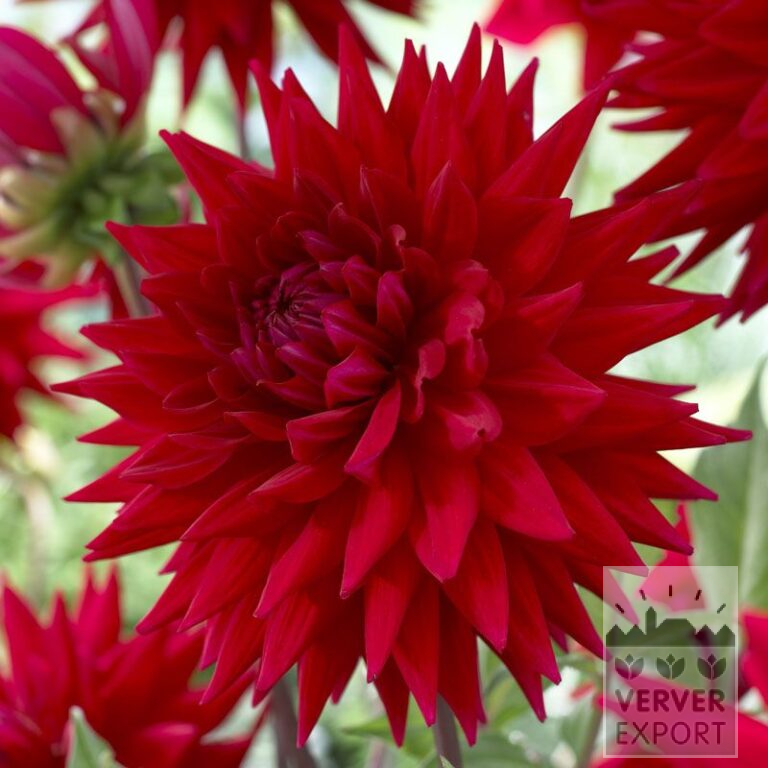 Dahlien 'Witteman's Best' (22285)
