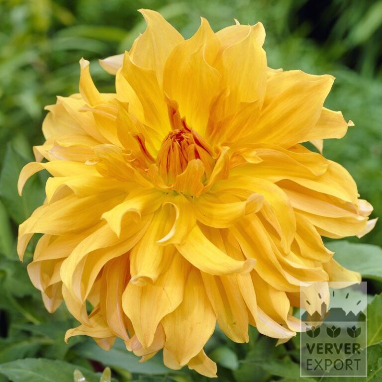 Dahlien 'Babylon Brons' (22286)