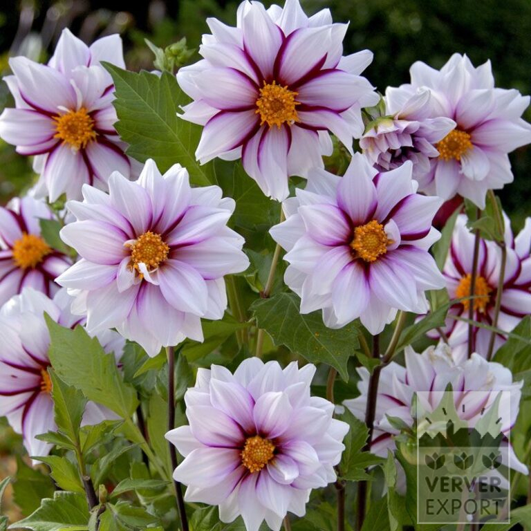 Dahlien 'Edge of Joy' (22291)