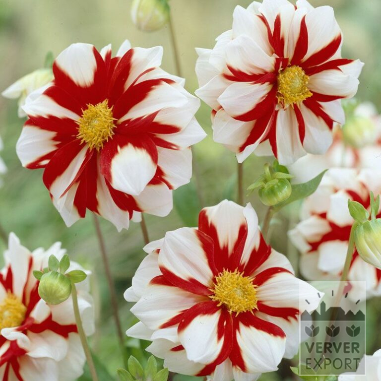 Dahlien 'Fire and Ice' (22292)