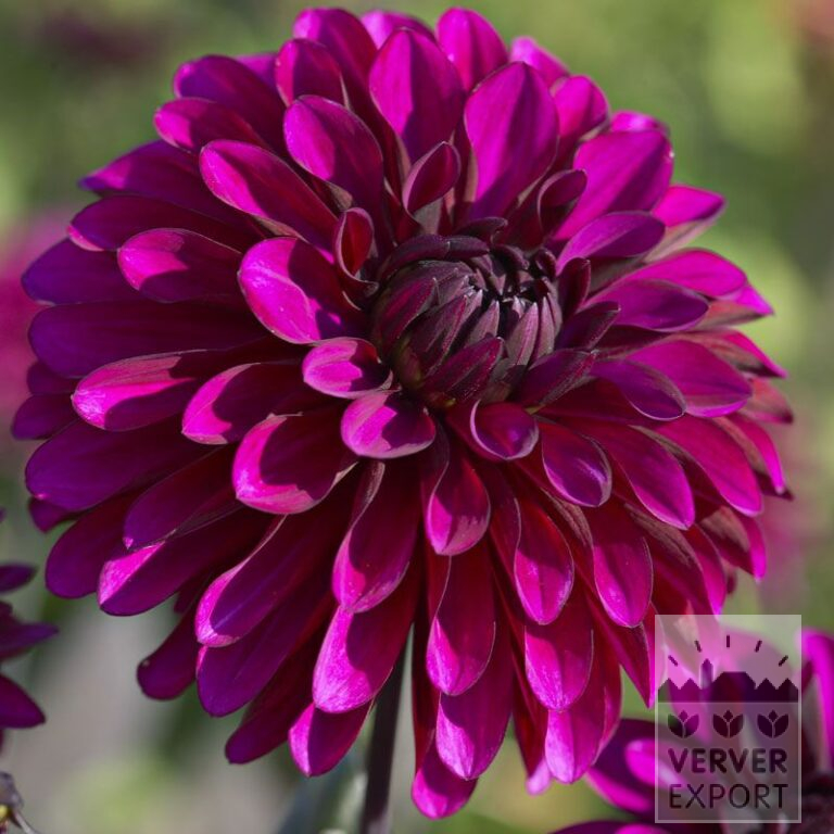 Dahlien 'Purple Flame' (22295)
