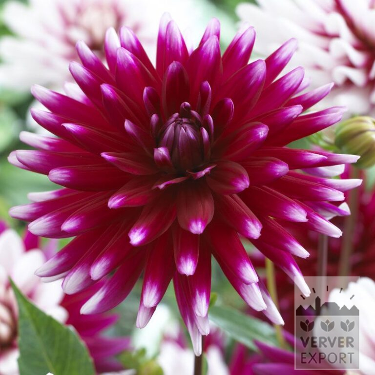 Dahlien 'Rebecca's World' (22297)