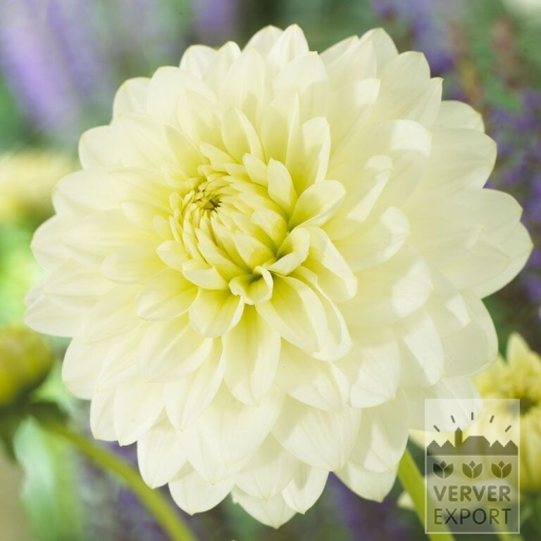 Dahlien 'Karma Serena' (22298)