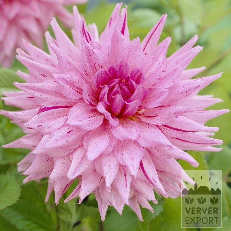 Dahlien 'American Dream' (22299)