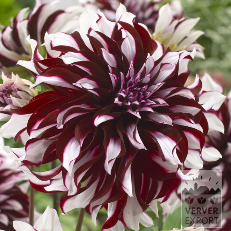 Dahlien 'Tartan' (22303)