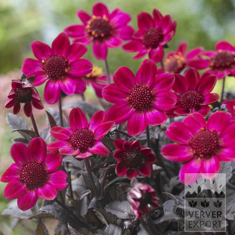 Dahlien 'Braveheart' (22307)