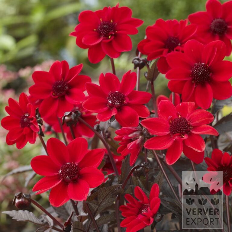 Dahlien 'Pulp Fiction' (22308)