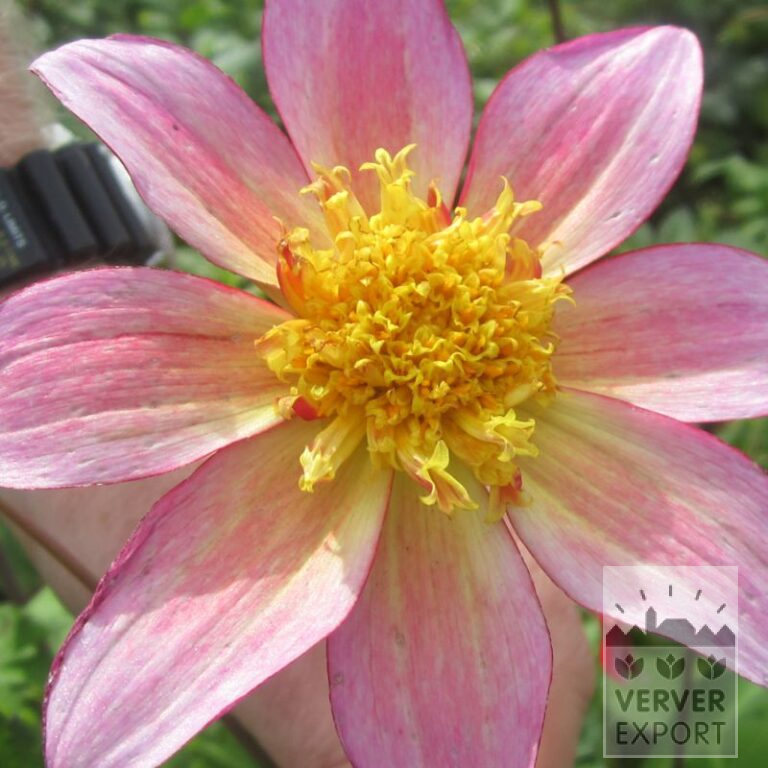 Dahlien Bio 'Alfa' (22313)