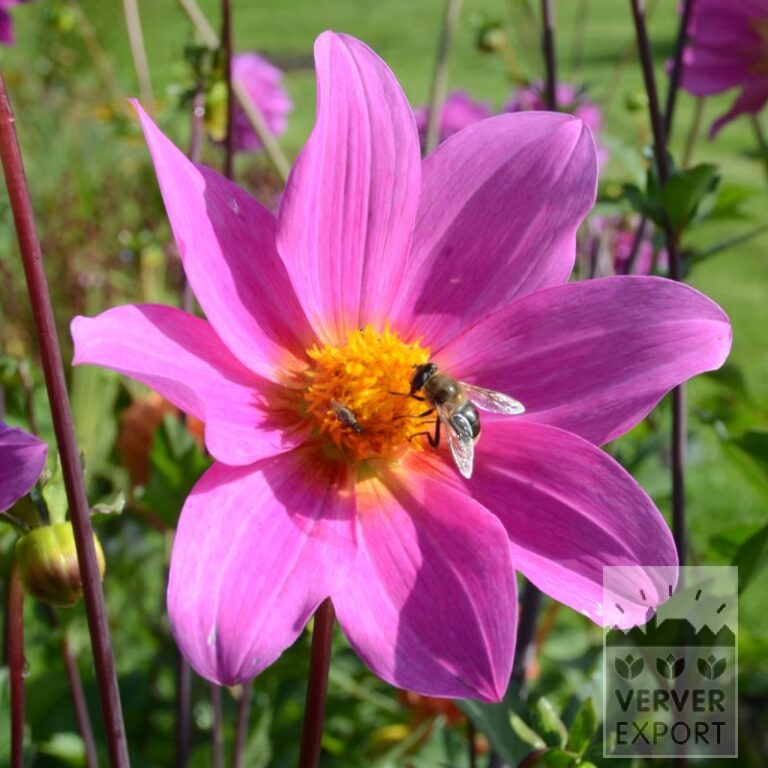Dahlien Bio 'Bravo' (22314)
