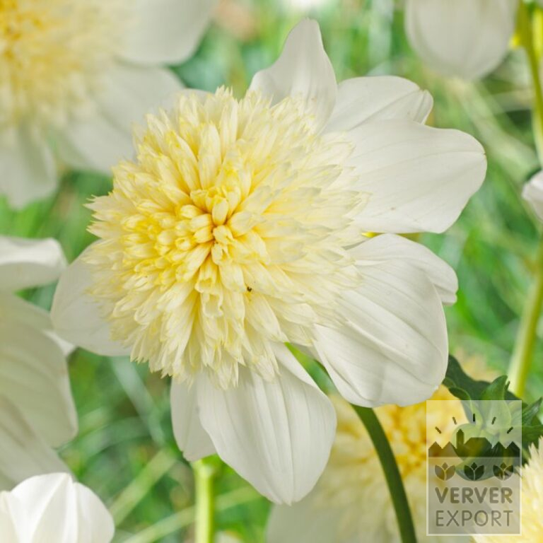 Dahlien 'Platinum Blonde' (22317)