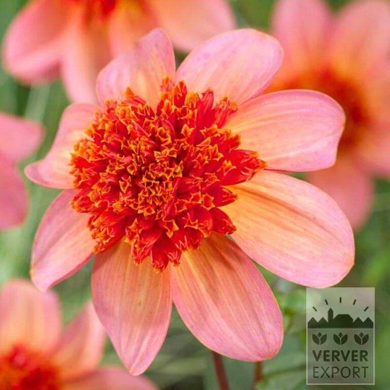 Dahlien 'Totally Tangerine' (22318)