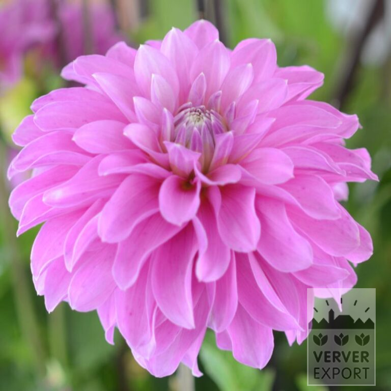 Dahlien 'Pink Coat' (22320)