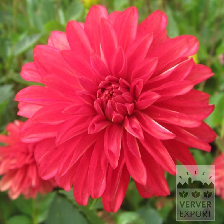 Dahlien 'Red Coat' (22321)
