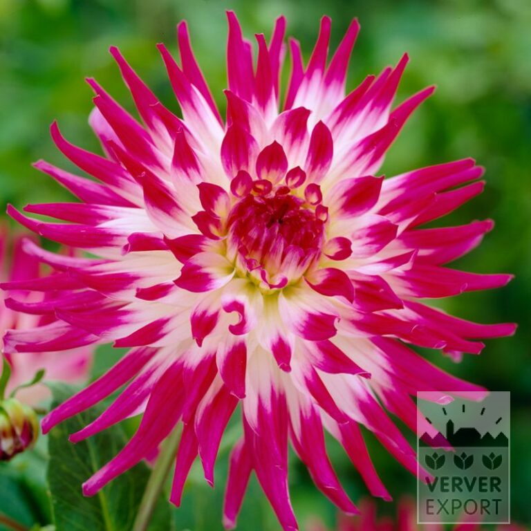 Dahlien 'Dutch Explosion' (22324)